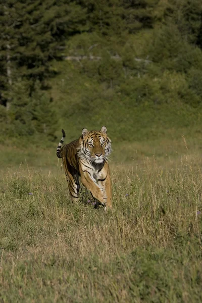 Σιβηρική τίγρη που τρέχει Φωτογραφία Αρχείου