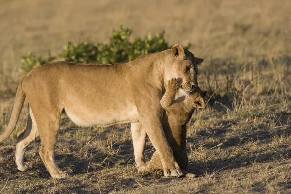 マサイマラ国立保護区 - ケニアで彼女の赤ちゃんとめすライオン ストックフォト