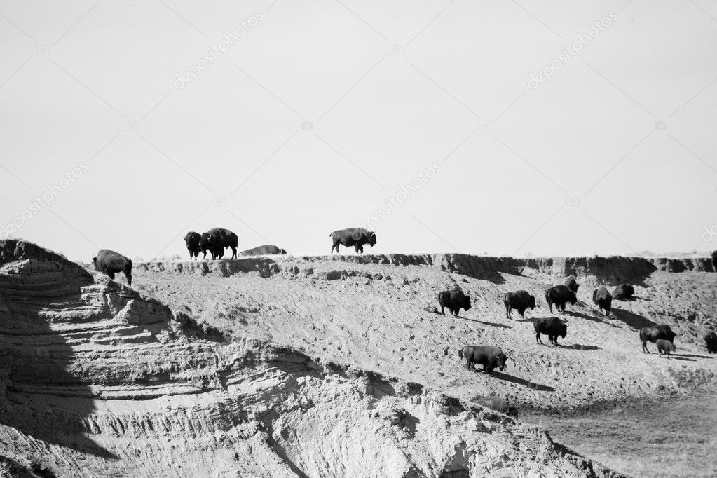 American Bison herd travel the barren landscape of Yellowstone