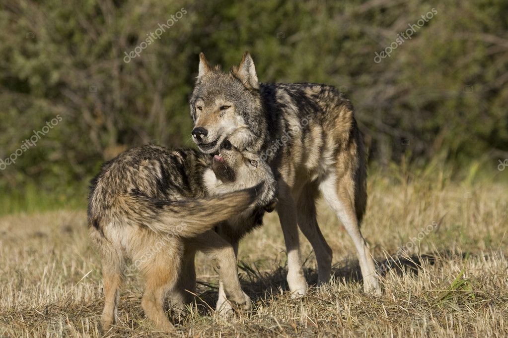 Wolves display bonding rituals — Stock Photo © FrankParker #8275742