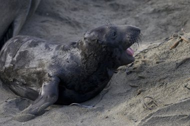 Deniz fili pups tarihinde san simeon plaj