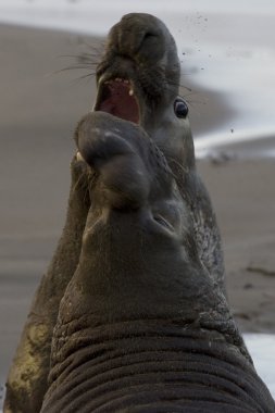 Bull Elephant Seals fight for territory on San Simeon Beach at sunset clipart