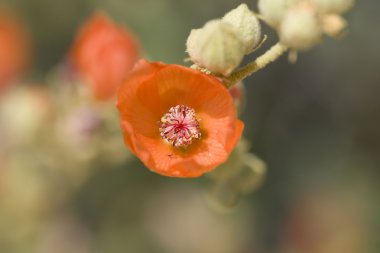 Weevil on a desert Mallow in Joshua Tree clipart