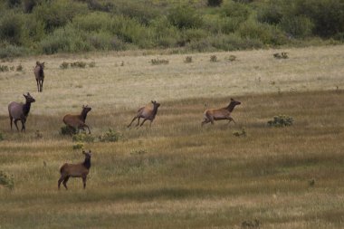rockies bir çayır rastlamak elk içki sürüsü