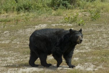 Black Bear emerges through the field clipart