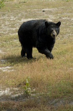 Black Bear emerges through the field clipart