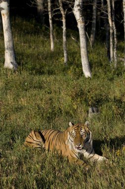 Sibirya kaplanı woodlands ortaya çıkıyor.