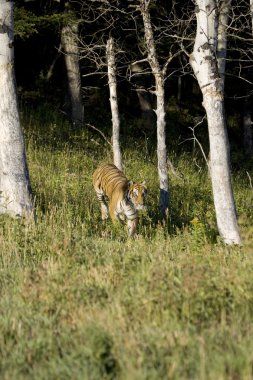 Sibirya kaplanı woodlands ortaya çıkıyor.