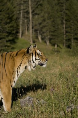 Sibirya kaplanı woodlands ortaya çıkıyor.