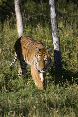 Siberian Tiger emerges from the woodlands clipart