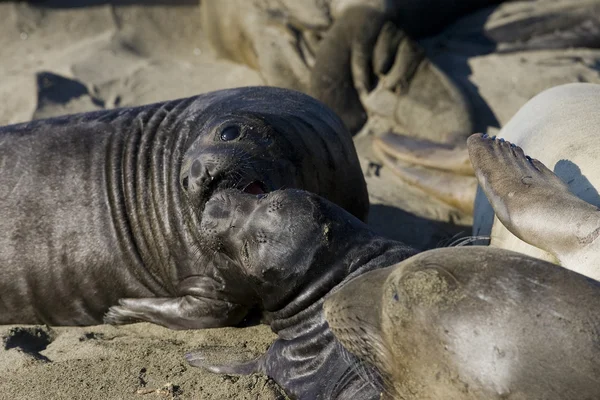 Elephant Seal Pups sulla spiaggia di San Simeon — Foto Stock