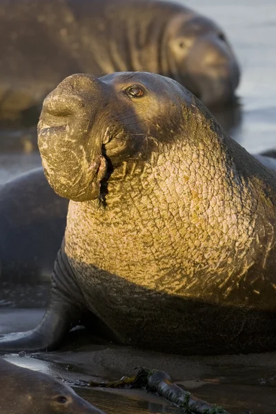 Bull Elephant Seal sulla spiaggia di San Simeon - California — Foto Stock