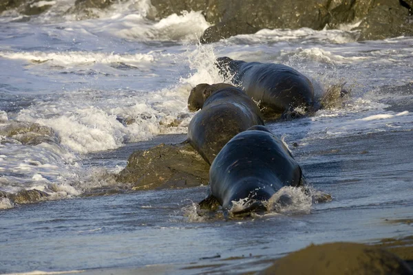 Toro elefante focas obtener perseguido por dominante macho en San Simeon playa —  Fotos de Stock