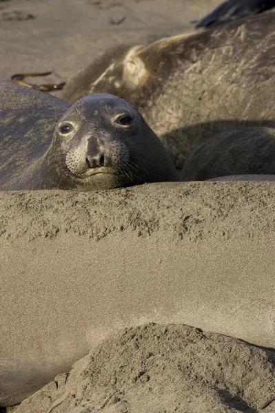 Elephant Seal op San Simeon Beach - Californië — Stockfoto