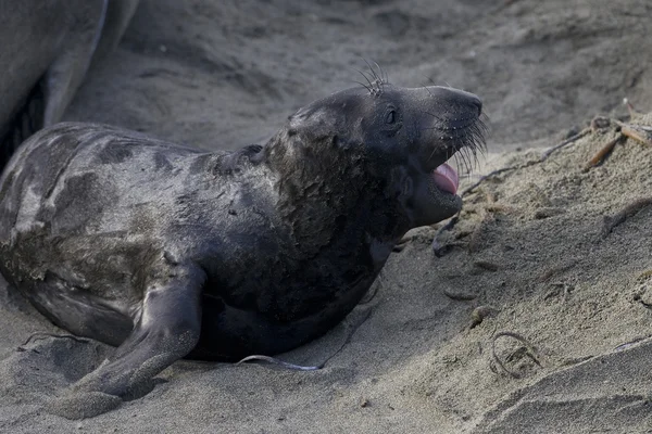 Elephant Seal Pups sulla spiaggia di San Simeon — Foto Stock