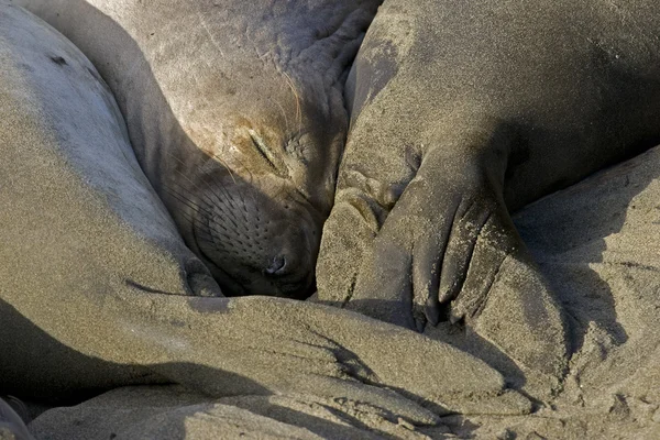 Pieczęć słonia na plaży San Simeon - Kalifornia — Zdjęcie stockowe