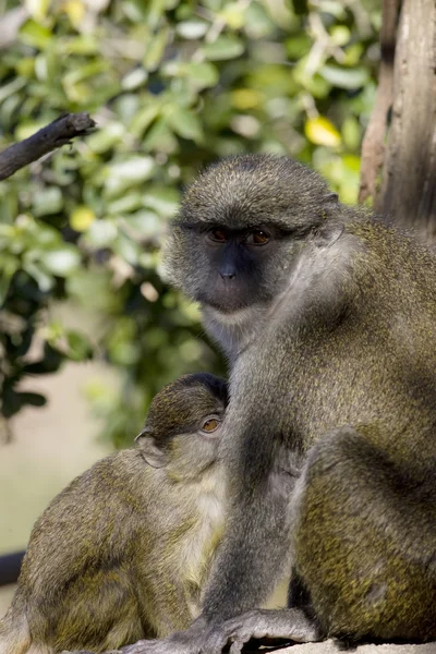 Macaco do pântano do bebê Allen alimenta da mãe — Fotografia de Stock