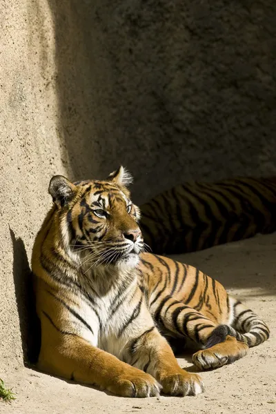 Суматранский тигр ложится на солнце посреди дня — стоковое фото