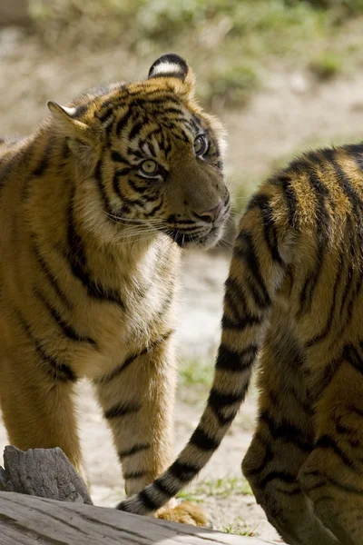 Tigres de Sumatra de 6 meses de edad — Foto de Stock
