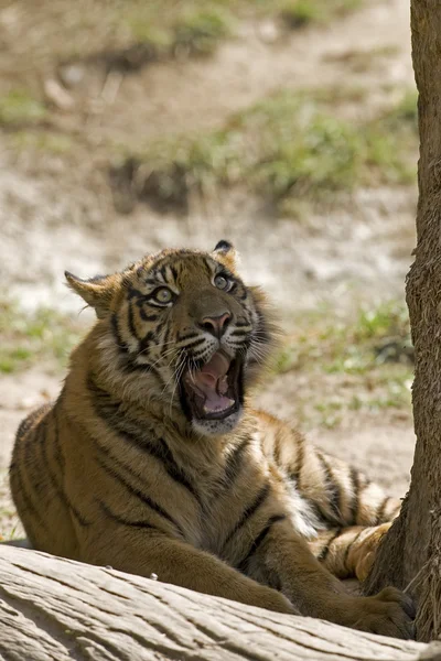 6 maanden oud Sumatraanse tijger geeuwen — Stockfoto