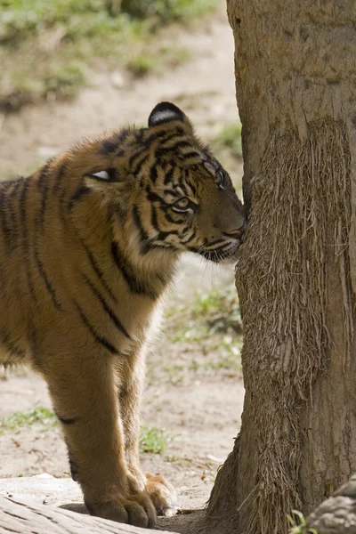 6 Monate alter Sumatra-Tigerduft, der einen Baum markiert — Stockfoto