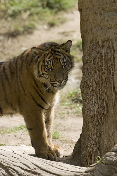 6 μηνών παλιά Σουμάτρας τίγρη στο πλευρό του ένα δέντρο — Φωτογραφία Αρχείου