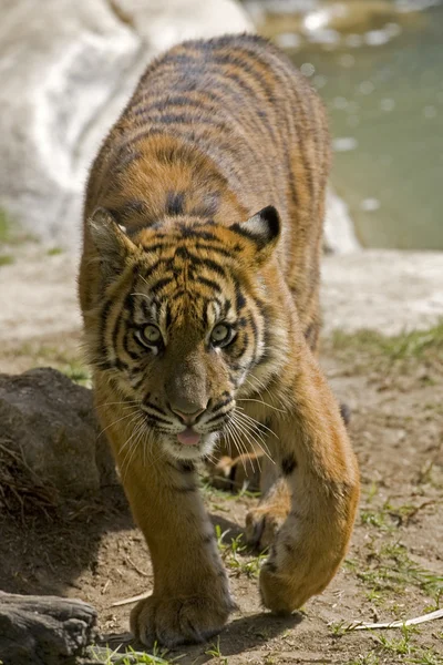 6 Month old Sumatran Tiger approaches — Stock Photo, Image