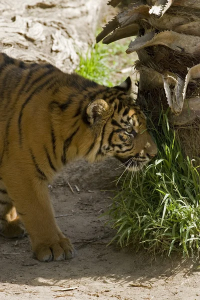 Шестимесячный Суматранский тигр стоит у дерева — стоковое фото