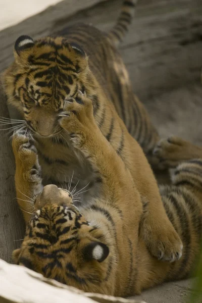 6 Mês de idade Tigres Sumatra jogar luta — Fotografia de Stock