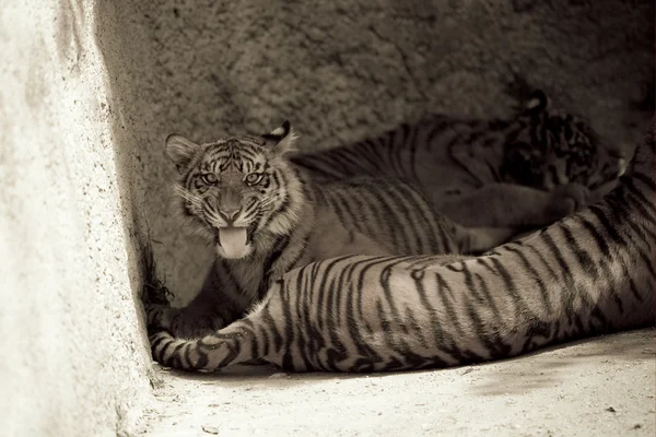 6 aylık Sumatra kaplanı snarls — Stok fotoğraf