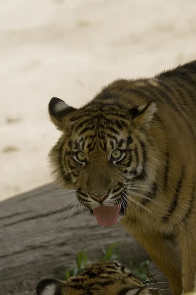 6 hónapos Szumátrai tigris — Stock Fotó