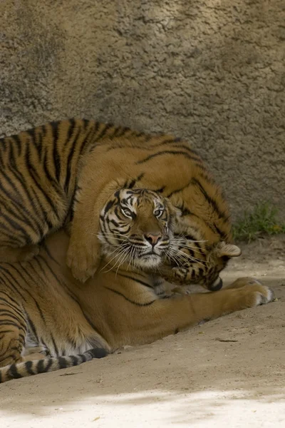 6 Monate alter Sumatra-Tiger mit Mutter — Stockfoto