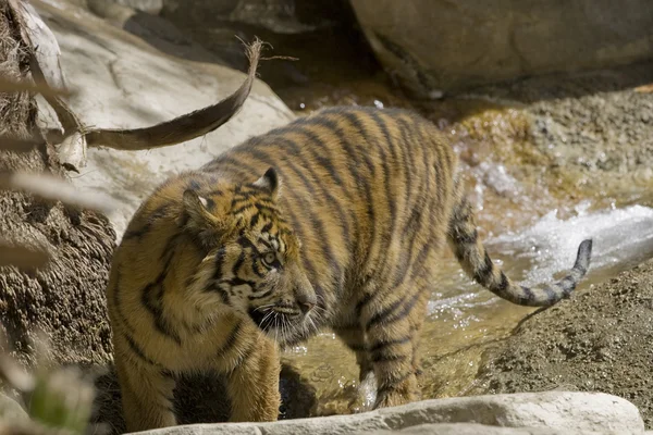 6 Monate alter Sumatra-Tiger spielt im Wasser — Stockfoto