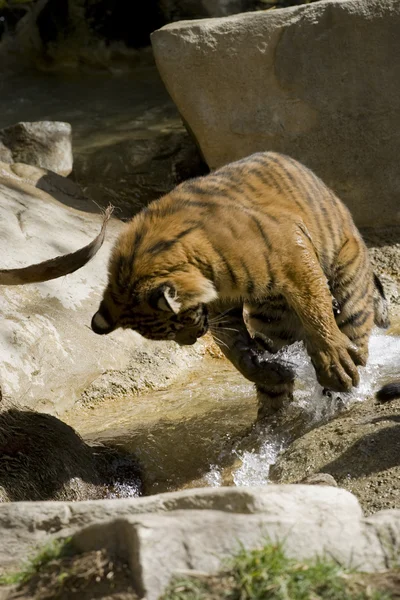 6 Mese vecchio Sumatran Tiger giocare in acqua — Foto Stock