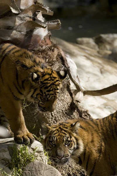 6 maand oude Sumatraanse tijgers — Stockfoto