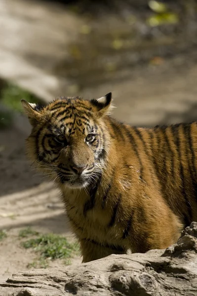 6 měsíců starý sumaterský tygrů — Stock fotografie