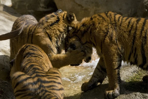 6 Mês de idade Tigres Sumatra jogar luta — Fotografia de Stock