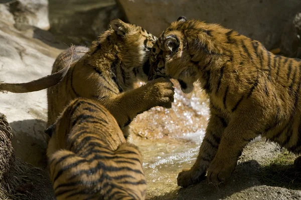 6 maanden oude Sumatraanse tijgers spelen vechten — Stockfoto