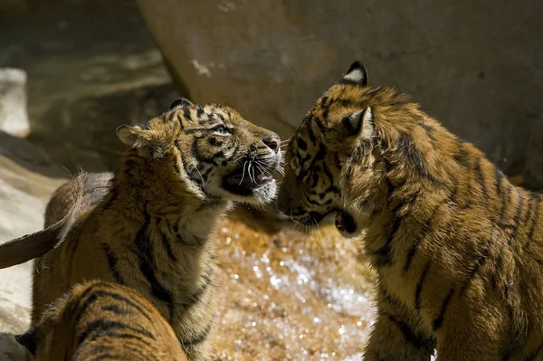 6 Mese vecchio Sumatran Tigers giocare a combattere — Foto Stock