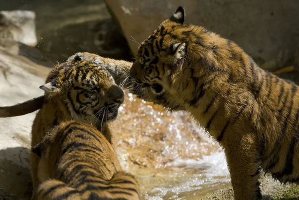 6 měsíců starý sumaterský tygři hrají boje — Stock fotografie