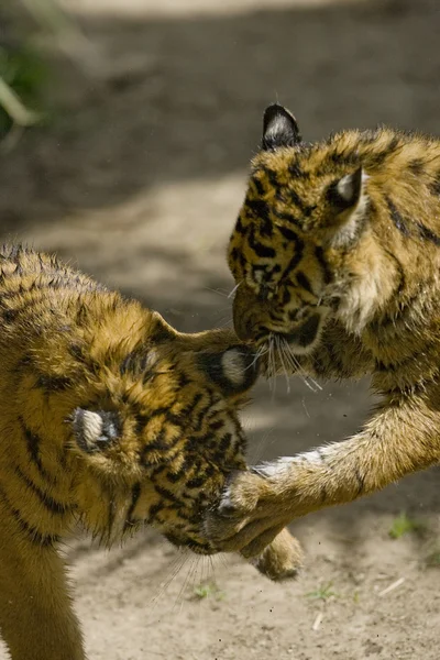 6 Mese vecchio Sumatran Tigers giocare a combattere — Foto Stock