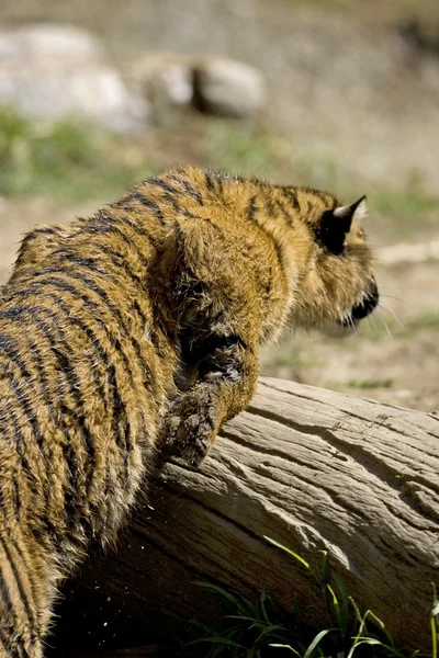 6 Month old Sumatran Tigers stalking — Stock Photo, Image