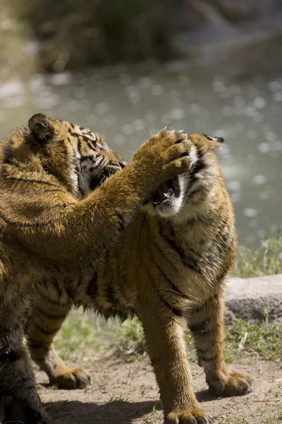 Tigres de Sumatra de 6 meses juegan a la lucha —  Fotos de Stock