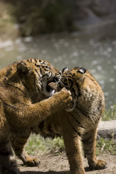 6 maanden oude Sumatraanse tijgers spelen vechten — Stockfoto