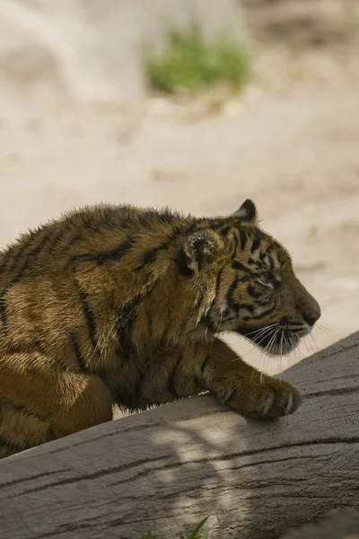 6 μηνών Σουμάτρας τίγρεις καταδίωξη — Φωτογραφία Αρχείου