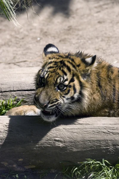 6 hónapos Szumátrai tigris egy fa megállapításáról — Stock Fotó