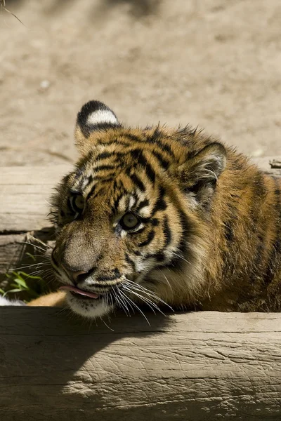 Tigre de Sumatra âgé de 6 mois posé près d'un arbre — Photo