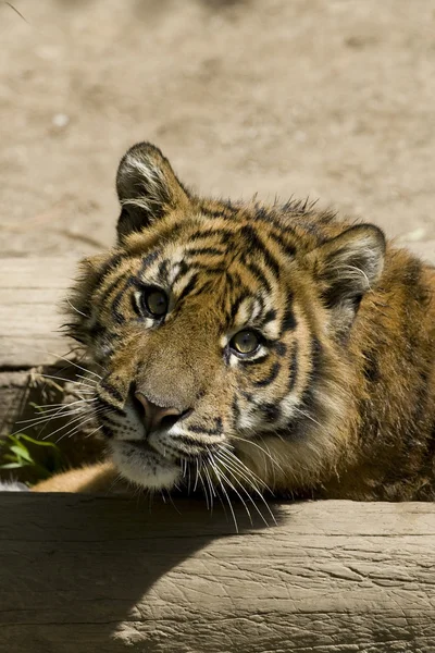 stock image 6 Month old Sumatran Tiger laying by a tree