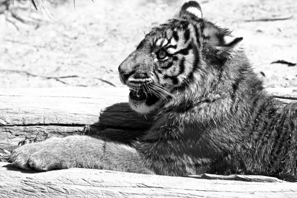 Шестимесячный суматранский тигр, лежащий у дерева — стоковое фото