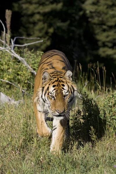 Сибирский тигр приближается — стоковое фото
